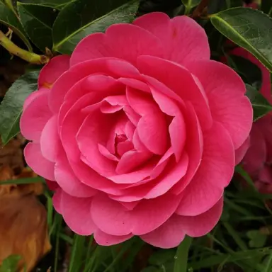 camellia-tamzin-coull-2