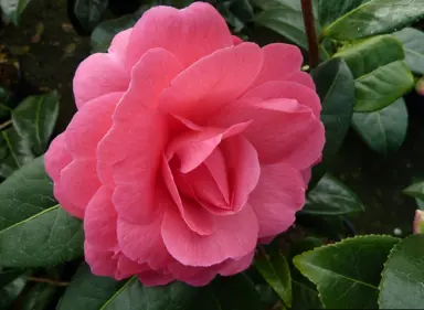 camellia-tamzin-coull-3