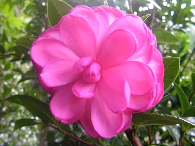 camellia-tamzin-coull-4