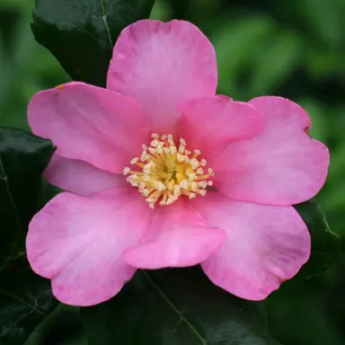 camellia-sasanqua-tanya-1