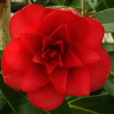 camellia-williamsii-twinkle-star-1