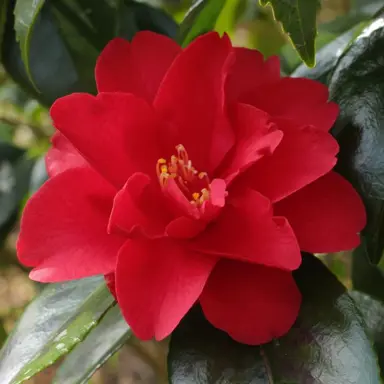 camellia-japonica-wildfire-1