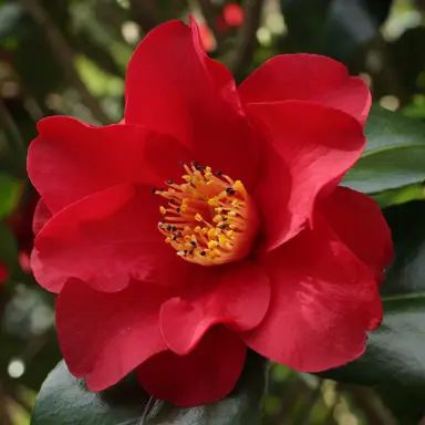 camellia-japonica-wildfire-2