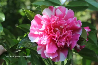 camellia-williamsii-anticipation-variegated-