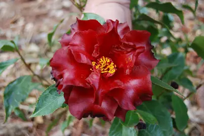 Camellia 'Black Magic' red flower.