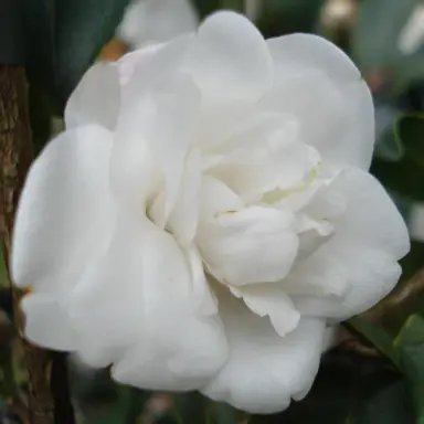 camellia-blondy-