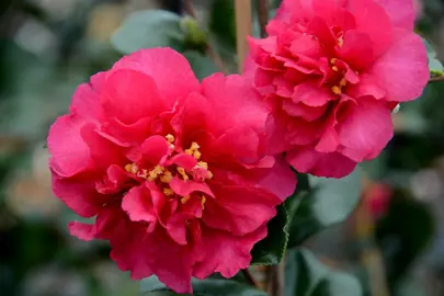 camellia-sasanqua-bonanza-