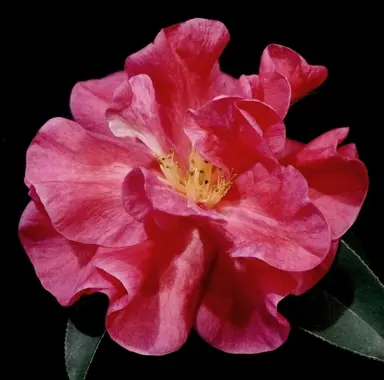 camellia-reticulata-camelot-