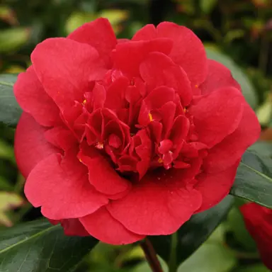 camellia-japonica-canterbury-