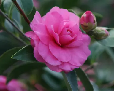 camellia-sasanqua-chansonette-