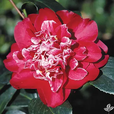 camellia-cherries-jubilee-