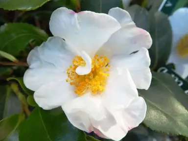 camellia-sasanqua-cleopatra-white-