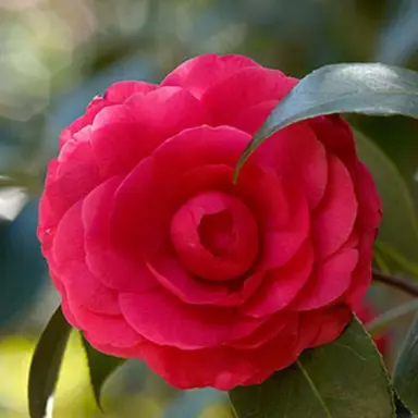 camellia-japonica-cm-hovey-