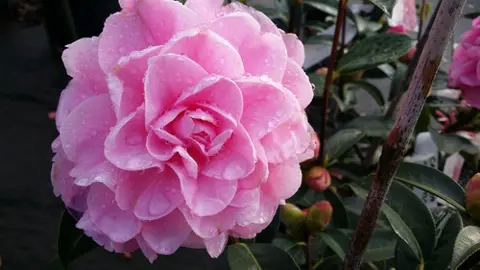 camellia-congratulations--1