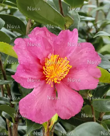 camellia-sasanqua-crimson-tide-