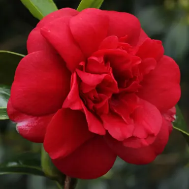 camellia-japonica-dark-of-the-moon-