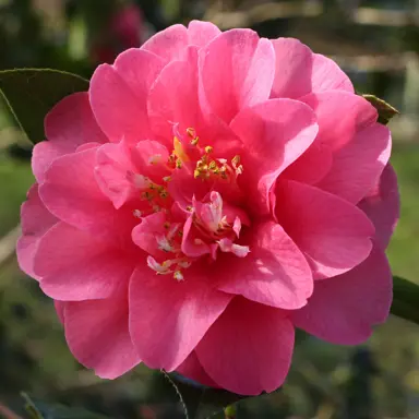 camellia-williamsii-elegant-beauty-