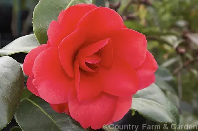 Camellia 'Fox's Fancy' red flower.