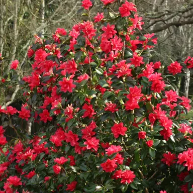 camellia-japonica-freedom-bell--1