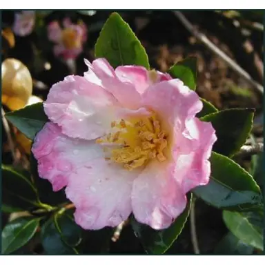 camellia-sasanqua-fukuzutsumi-