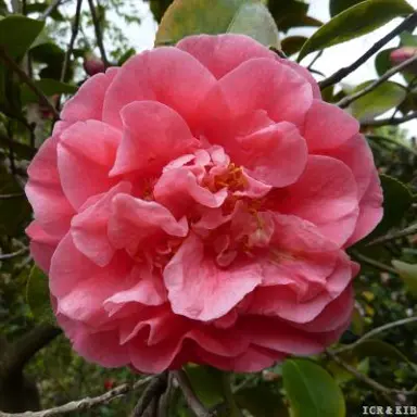 camellia-japonica-georgia-rouse-