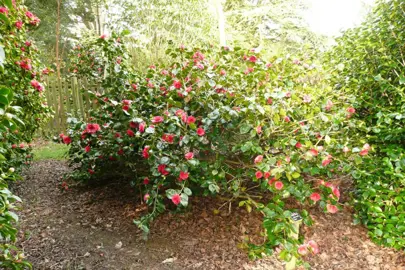 camellia-japonica-great-eastern--1