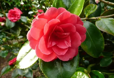 camellia-japonica-great-eastern-