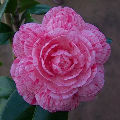 camellia-japonica-helenor-