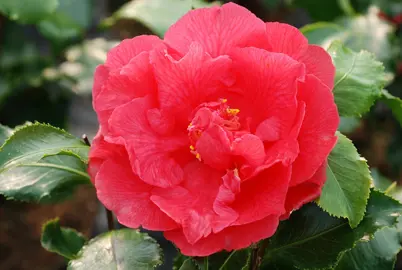 camellia-japonica-holly-bright-