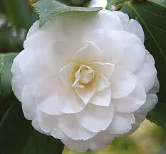 camellia-james-lockington-