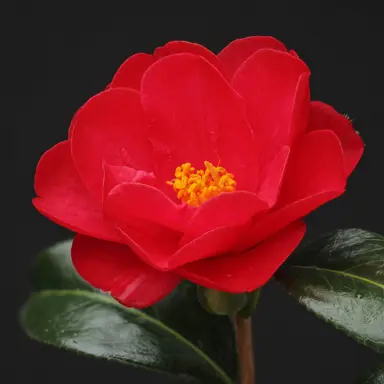 camellia-williamsii-jamie-