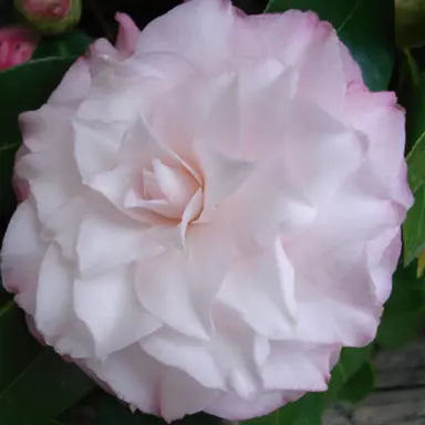 Camellia japonica 'Baby Pearl' two-tone pink flower.