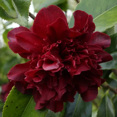 Camellia japonica 'Midnight Magic' dark red flower.