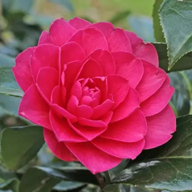 camellia-jean-claris--1