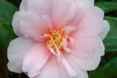 camellia-sasanqua-jean-may-