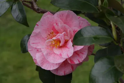 Camellia Kick Off flower with rose pink flecks.