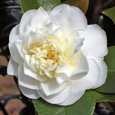 camellia-japonica-leonora-novick-