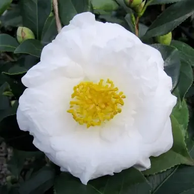 camellia-japonica-lovelight--1