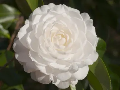 Camellia Mary Alice Cox double white flower.