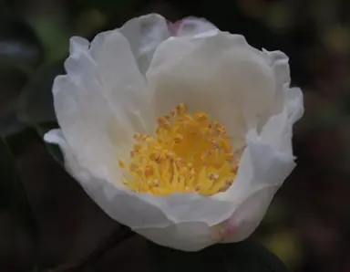 Camellia Narumigata white flower with a pink blush.