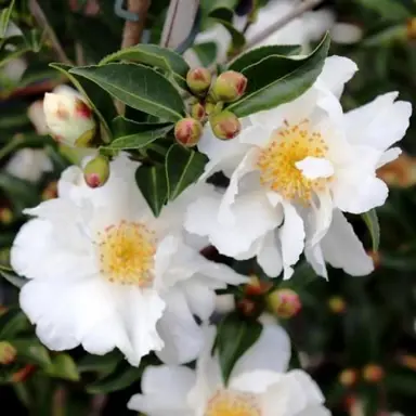 White flowers on Camellia 'Paradise Petite White' plants.