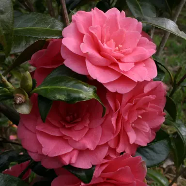 camellia-pollyanna-