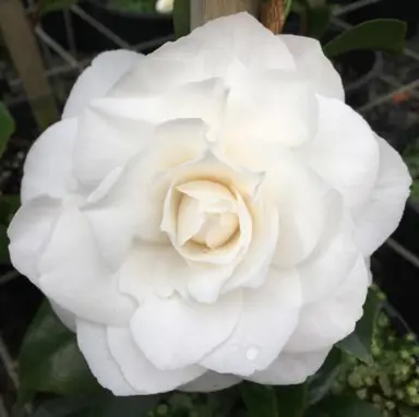 Camellia Pope John XXIII white flower.