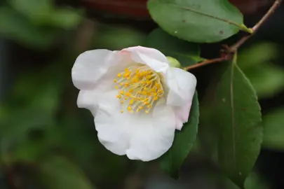 Camellia 'Quintessence' small white flower with a pink blush on a stem.