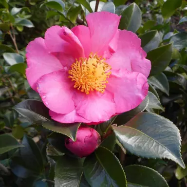 camellia-sasanqua-rose-ann-