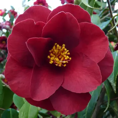 camellia-japonica-royal-velvet-