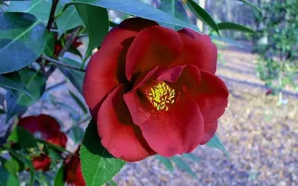 camellia-japonica-royal-velvet-1