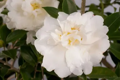 Camellia sasanqua 'Diana' cream-white flower.
