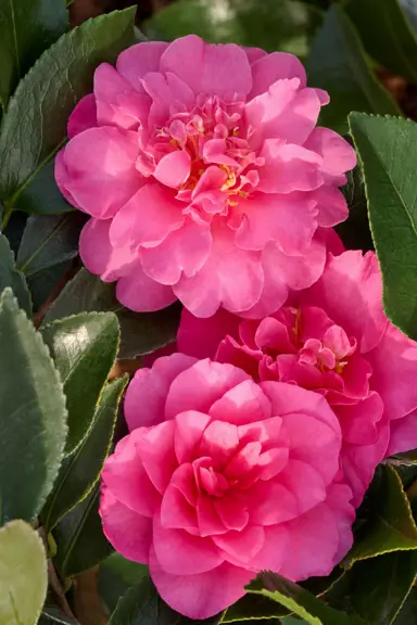 Camellia Showa No Sakae pink flowers.