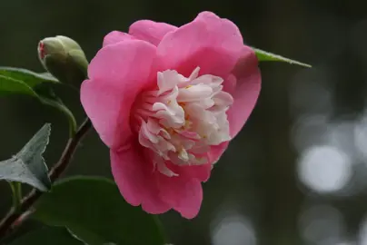 camellia-scented-gem-